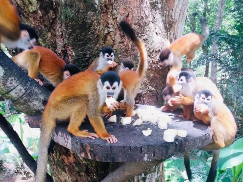 La Purruja Lodge غولفيتو المظهر الخارجي الصورة