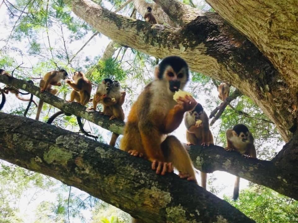 La Purruja Lodge غولفيتو المظهر الخارجي الصورة