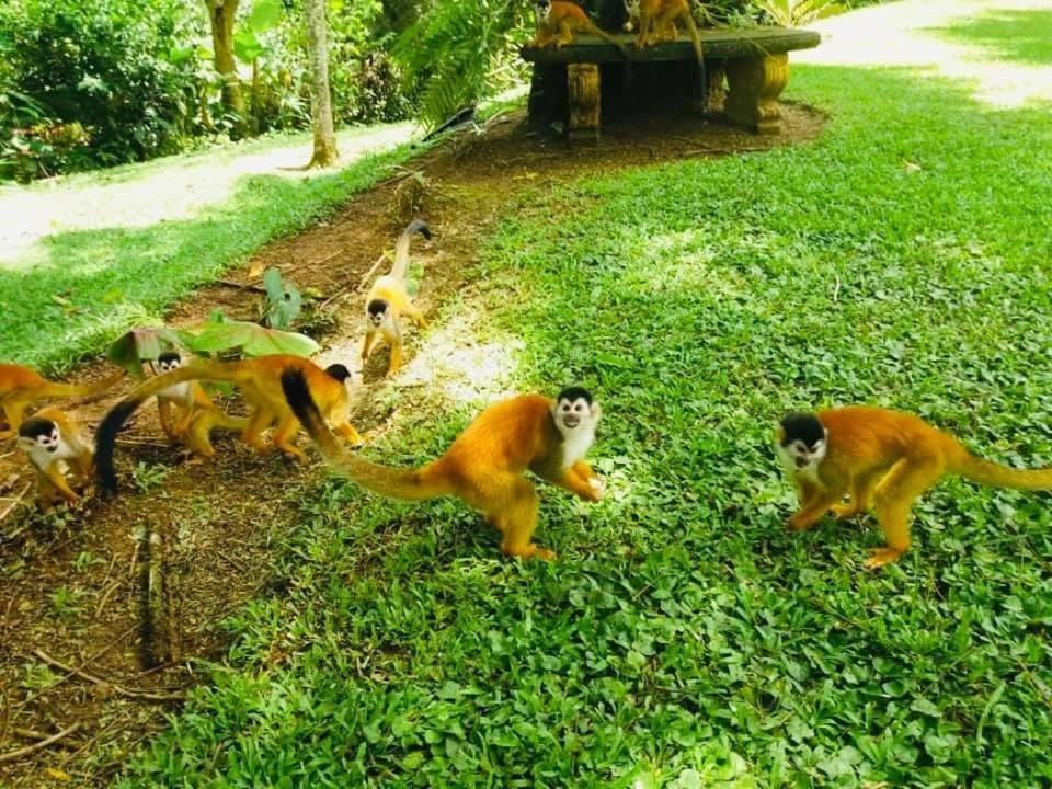 La Purruja Lodge غولفيتو المظهر الخارجي الصورة